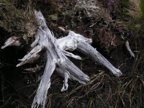 Roots in peat