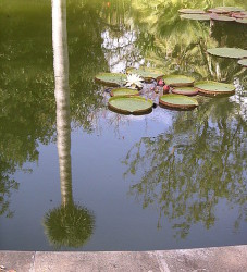 lily pads on pond with tall tree reflecting on water